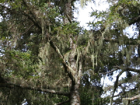 Usnea longissima