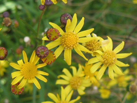 Senecio madagascariensis