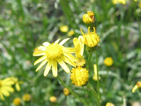 Senecio madagascariensis