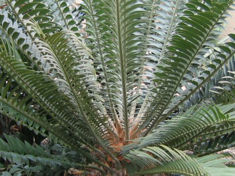 鬼蘇鉄はどんな植物 Weblio辞書