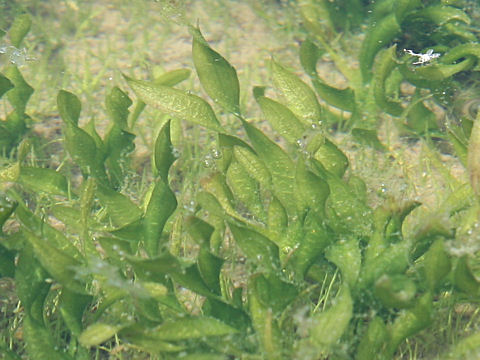 捩れ藻
