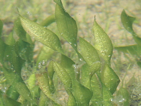 捩れ藻