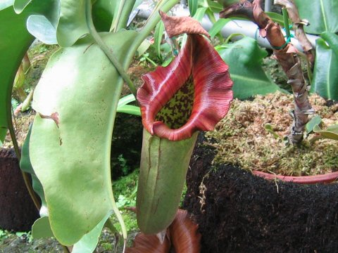 Nepenthes truncata