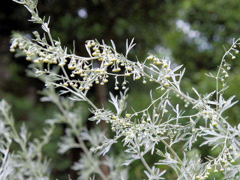 Artemisia Absinthium ニガヨモギ の種類や特徴 Weblio辞書