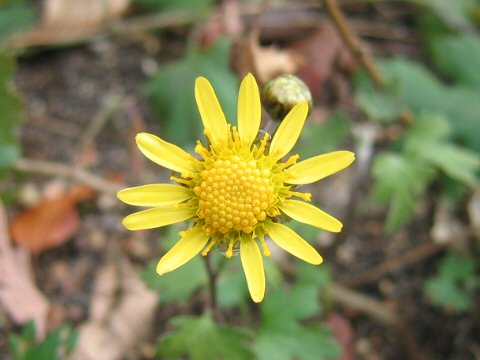 虹が浜菊