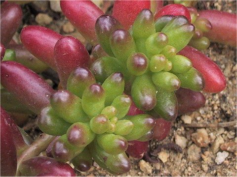 Sedum rubrotinctum