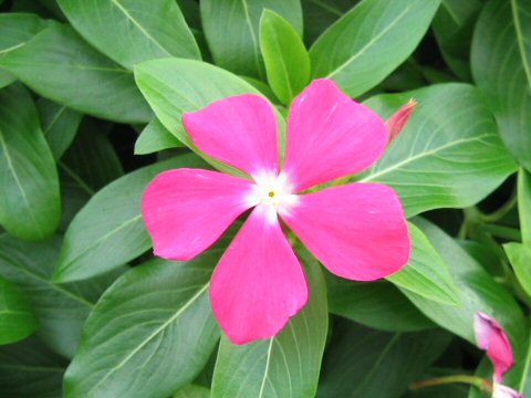 Catharanthus Roseus ニチニチコウ はどんな植物 Weblio辞書