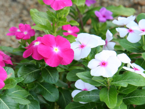 Catharanthus Roseus ニチニチコウ はどんな植物 Weblio辞書