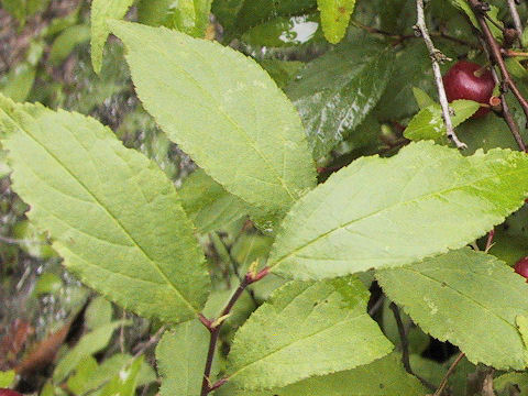 Prunus japonica