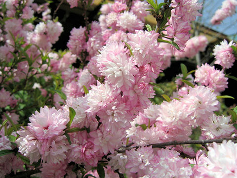 庭桜 ニワザクラ はどんな植物 Weblio辞書