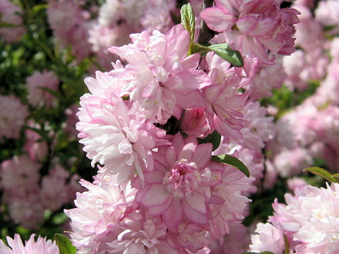 庭桜 ニワザクラ はどんな植物 Weblio辞書