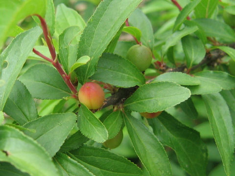 Prunus glandulosa