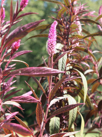 Celosia argentea