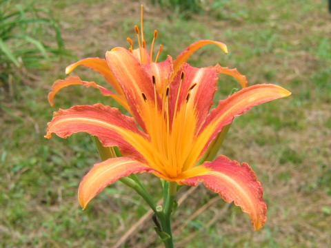 Hemerocallis fulva var. longituba