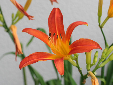 Hemerocallis fulva var. longituba