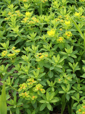 Euphorbia adenochlora