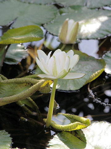 Nymphaea Lotusはどんな植物 Weblio辞書