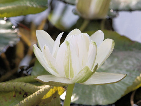 Nymphaea Lotusはどんな植物 Weblio辞書