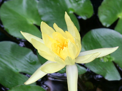 Nymphaea mexicana