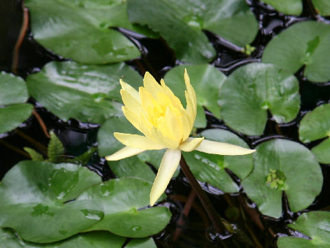 Nymphaea mexicana