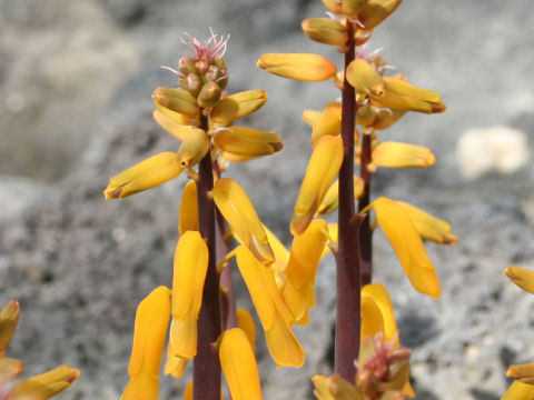 Lachenalia aloides var. aurea