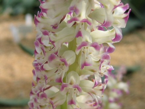 Lachenalia carnosa