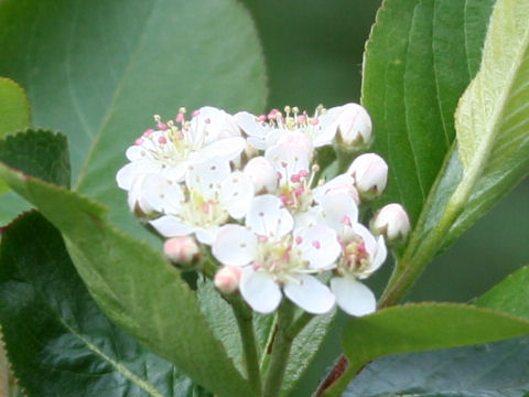 Crataegus x lavallei