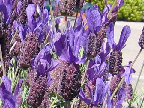 French Lavenderはどんな植物 Weblio辞書