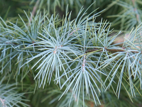 Cedrus libani