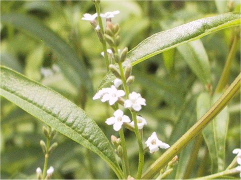 Lippiacitriodora ボウシュウボク はどんな植物 Weblio辞書