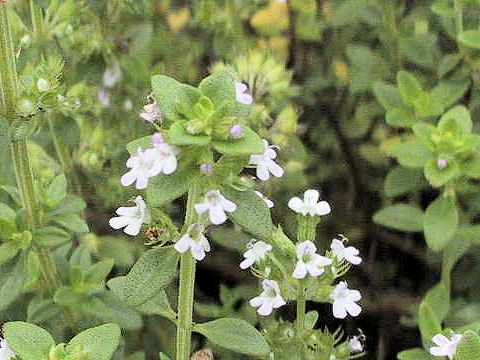 レモンタイムはどんな植物 Weblio辞書