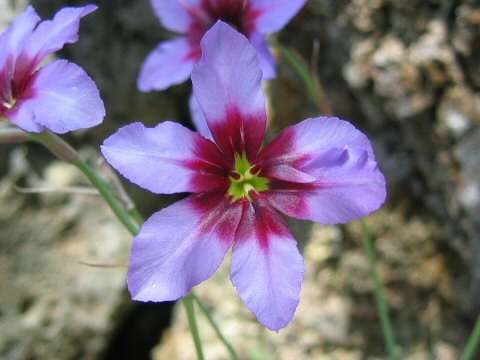 Leucocoryne purpurea