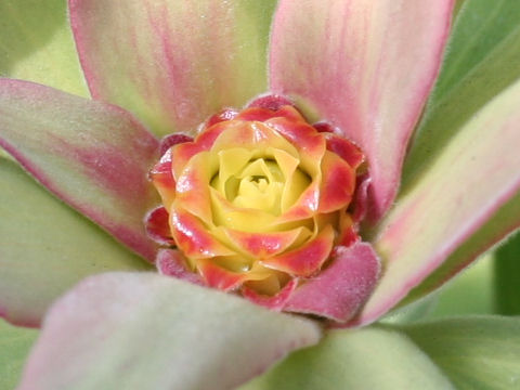 Leucadendron tinctum