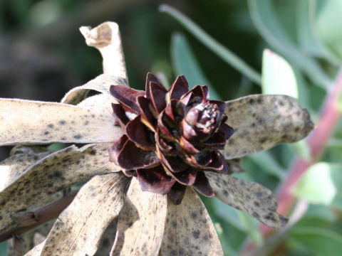 Leucadendron tinctum