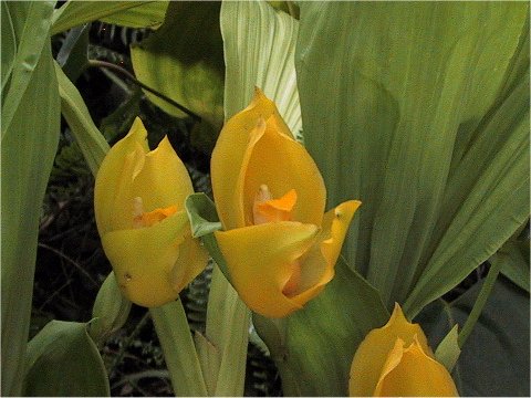 Lycaste cruenta