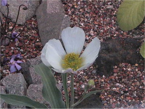 Ranunculus calandrinioides