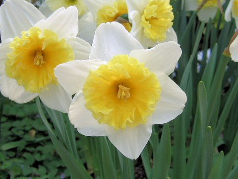 ロイヤリティフリー黄 水仙 花 言葉 最高の花の画像