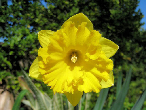 Narcissus Pseudo Narcissusはどんな植物 Weblio辞書