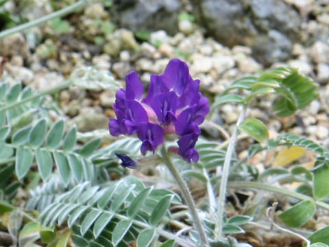 Oxytropis megalantha