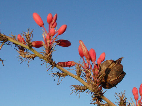 Hesperaloe parviflora