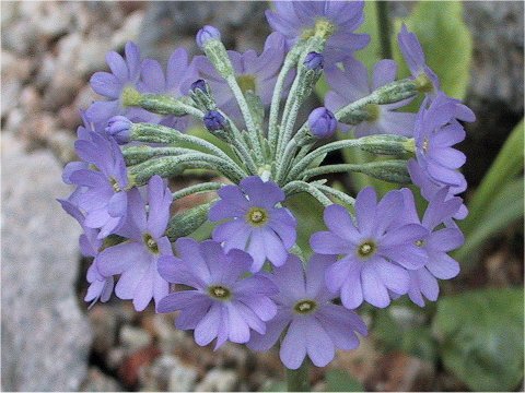 Primula modesta var. matsumurae