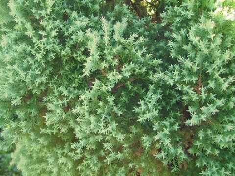 Thuja occidentalis cv. Rhein Gold