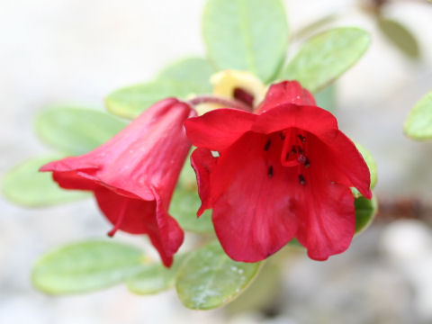 Rhododendron aperantum