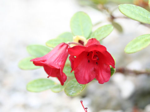Rhododendron aperantum