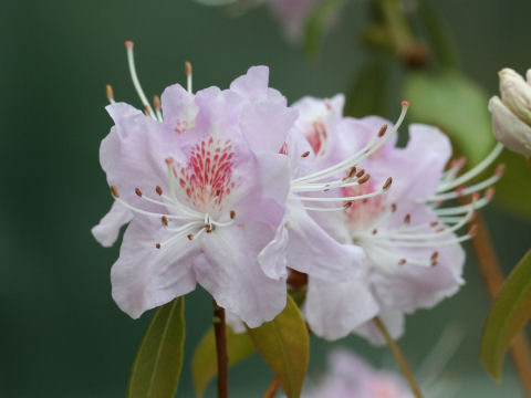 Rhododendron davidsonianum