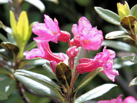 Rhododendron ferrugineum