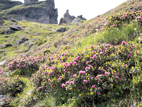 Rhododendron ferrugineum