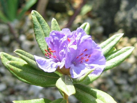 Rhododendron hippophaeoides