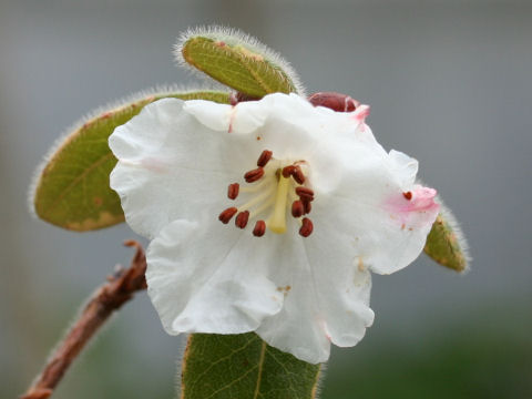 Rhododendron leucaspis