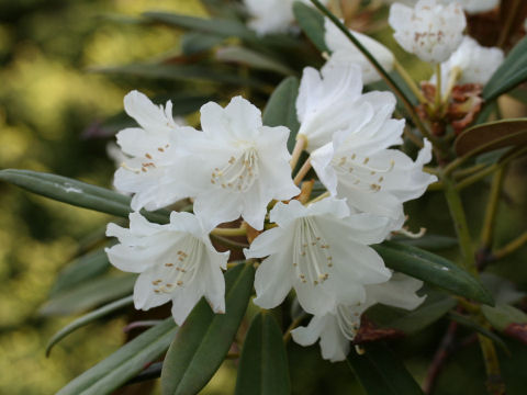 Rhododendron williamsianum